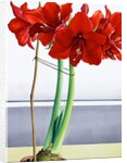 Red Amaryllis 2, 2016 by Christopher Ryland