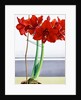 Red Amaryllis 2, 2016 by Christopher Ryland