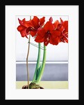 Red Amaryllis 2, 2016 by Christopher Ryland