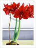 Red Amaryllis 2, 2016 by Christopher Ryland