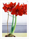 Red Amaryllis 2, 2016 by Christopher Ryland