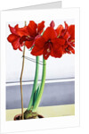 Red Amaryllis 2, 2016 by Christopher Ryland