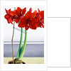 Red Amaryllis 2, 2016 by Christopher Ryland