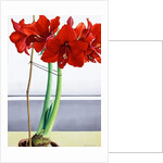 Red Amaryllis 2, 2016 by Christopher Ryland