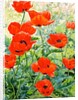Garden Red Poppies, 2016 by Christopher Ryland