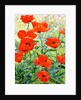 Garden Red Poppies, 2016 by Christopher Ryland