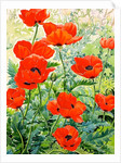 Garden Red Poppies, 2016 by Christopher Ryland