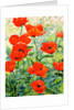 Garden Red Poppies, 2016 by Christopher Ryland