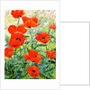 Garden Red Poppies, 2016 by Christopher Ryland