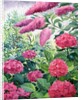 Garden Hydrangeas and Buddleia, 2016 by Christopher Ryland