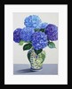 Blue Hydrangeas, 2016 by Christopher Ryland