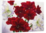 Red and White Amaryllis, 2008 by Christopher Ryland