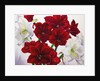 Red and White Amaryllis, 2008 by Christopher Ryland