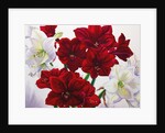 Red and White Amaryllis, 2008 by Christopher Ryland