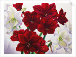 Red and White Amaryllis, 2008 by Christopher Ryland
