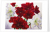 Red and White Amaryllis, 2008 by Christopher Ryland