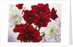 Red and White Amaryllis, 2008 by Christopher Ryland