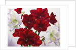 Red and White Amaryllis, 2008 by Christopher Ryland