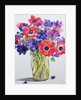 Anemones in a glass jug, 2007 by Christopher Ryland