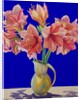 Amaryllis in a jug, 2007 by Christopher Ryland