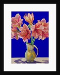 Amaryllis in a jug, 2007 by Christopher Ryland