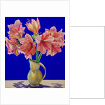 Amaryllis in a jug, 2007 by Christopher Ryland