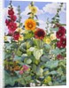 Hollyhocks and Sunflowers, 2003 by Christopher Ryland