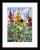 Hollyhocks and Sunflowers, 2003 by Christopher Ryland