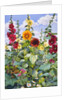 Hollyhocks and Sunflowers, 2003 by Christopher Ryland
