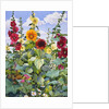 Hollyhocks and Sunflowers, 2003 by Christopher Ryland