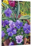 Flowerpots with Pansies, 2007 by Christopher Ryland