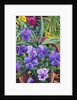 Flowerpots with Pansies, 2007 by Christopher Ryland