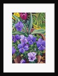 Flowerpots with Pansies, 2007 by Christopher Ryland