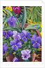 Flowerpots with Pansies, 2007 by Christopher Ryland