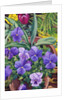 Flowerpots with Pansies, 2007 by Christopher Ryland