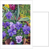 Flowerpots with Pansies, 2007 by Christopher Ryland