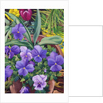 Flowerpots with Pansies, 2007 by Christopher Ryland