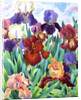 Glemsford Irises, 2017 by Christopher Ryland