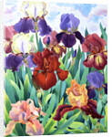 Glemsford Irises, 2017 by Christopher Ryland