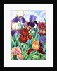 Glemsford Irises, 2017 by Christopher Ryland