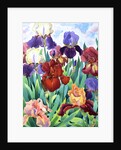 Glemsford Irises, 2017 by Christopher Ryland