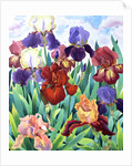 Glemsford Irises, 2017 by Christopher Ryland