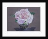 Rose Portrait, 2017 by Christopher Ryland