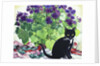 Senetti Plant and Cat, 2018 by Christopher Ryland