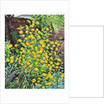 Kerria japonica, 2018 by Christopher Ryland