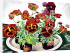 Pansies, 2018 by Christopher Ryland