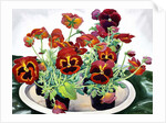 Pansies, 2018 by Christopher Ryland