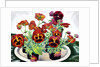 Pansies, 2018 by Christopher Ryland