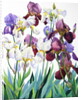 White and Purple Irises, 2018 by Christopher Ryland