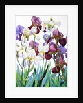 White and Purple Irises, 2018 by Christopher Ryland